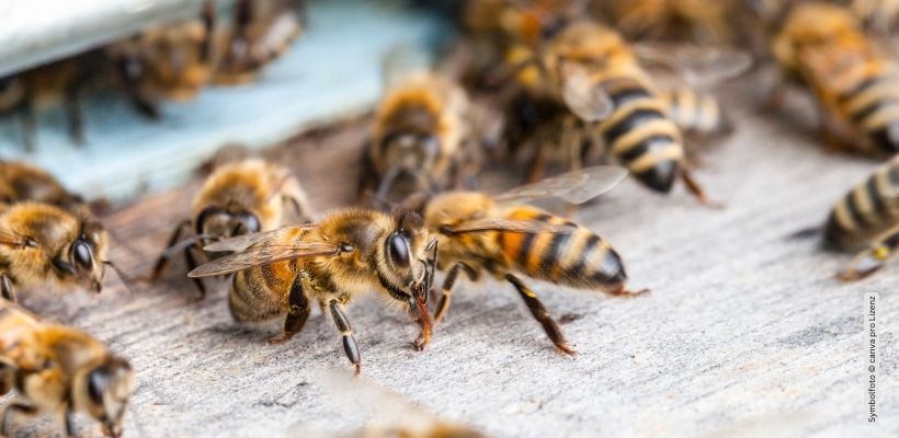 Das Verschwinden von Bienen: Ursachen und Lösungen