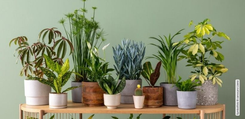 Die besten Pflanzen für den Innenraum: Sauerstoff und Ästhetik vereinen